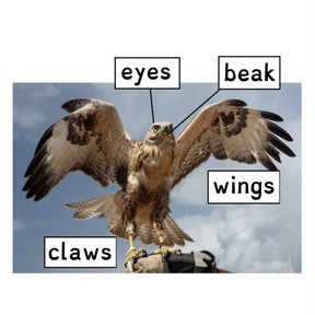 How an animal uses its body parts to get what it needs