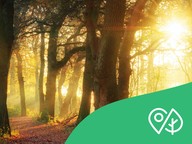 Terra Mission: Thema 8 - Bomen (groep 7/8)