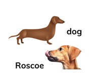 Use common and proper nouns
