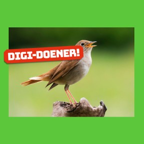 Digi-doener: Vogels kijken doe je met je oren