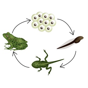 Life cycle of a frog