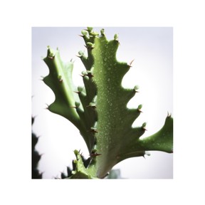 Cactus adaptations