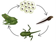 Life cycle of a frog