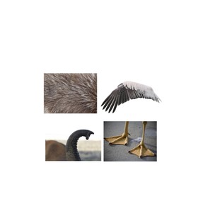 Animal adaptations