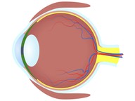Vision