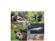 Rainforest animals