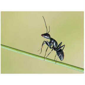 Characteristics of insects