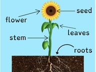 Parts of a plant