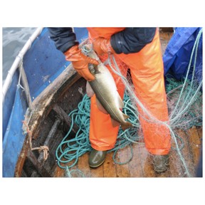 Overfishing