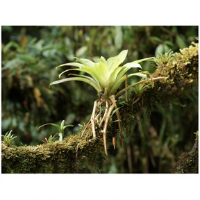 Plant structures