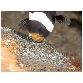 Characteristics of fish