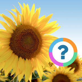 Klassenquiz: Natuur - Bomen, bloemen 