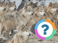 Quiz pour la classe: Animaux- Prédateurs