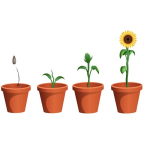 What plants need to live