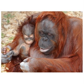 Characteristics of mammals