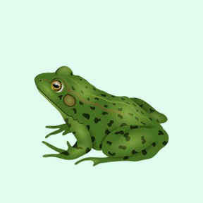 Kikkers: Een sprong in de wereld van amfibieën