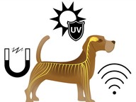 How animals sense and respond to information