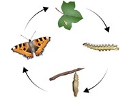 Life cycle of a butterfly