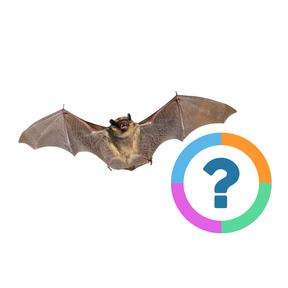 Klassenquiz: Dieren - Bijzondere dieren