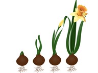 Plant life cycle
