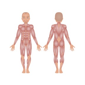 The Muscular System