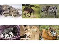 Behavior between parents & offspring that help offspring survive