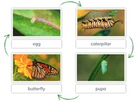 Metamorphosis: Butterfly