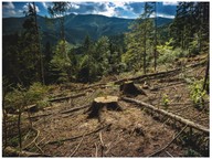 Deforestation