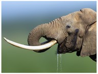 What animals need to live