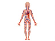 The circulatory system
