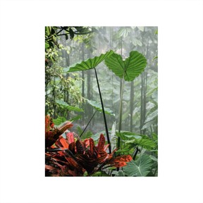 How plants change their environment