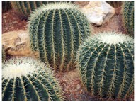 Where different kinds of plants grow