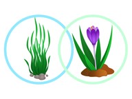 Water plant adaptations