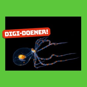 Digi-doener: Bijzondere dieren