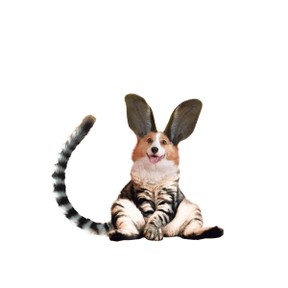 Dierendag - Raad de dieren
