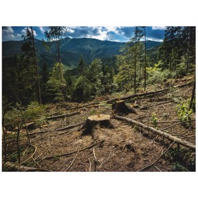 Deforestation