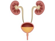 The excretory system