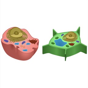 Eukaryotic cells