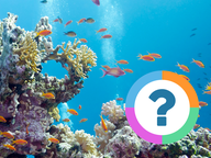 Klassenquiz: Dieren - Vissen