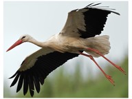 Characteristics of birds