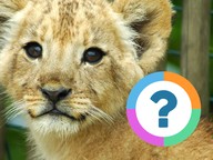 Klassenquiz: Dierenweetjes