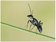 Characteristics of insects