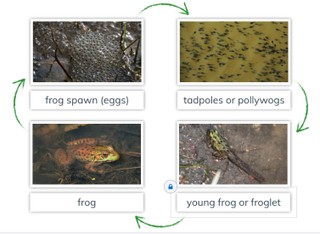 Metamorphosis: Frog