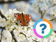 Klassenquiz: Dieren - Vlinders