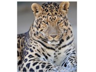 Extinct and endangered animals