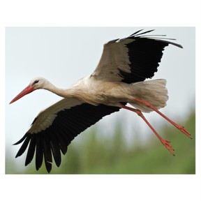 Characteristics of birds
