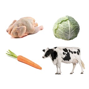 What animals eat: Herbivores, carnivores, omnivores