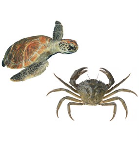 Comparing animals: guinea pigs & rabbits, turtles & crabs, etc.
