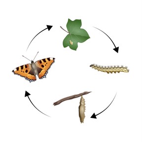 Life cycle of a butterfly