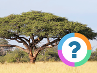 Klassenquiz: Taal - Rijmen